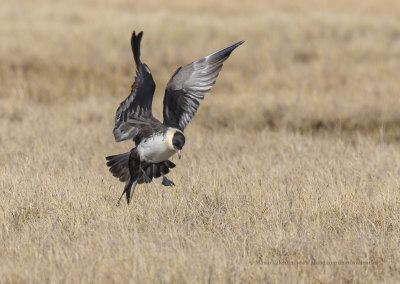 Pomarine Skua - Stercorarius pomarinus