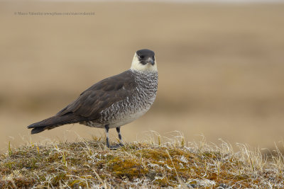 Pomarine Skua - Stercorarius pomarinus