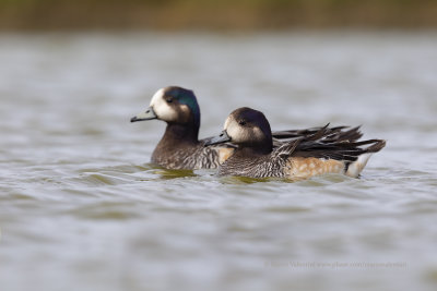 Chiloe Wigeon - Anas sibilatrix