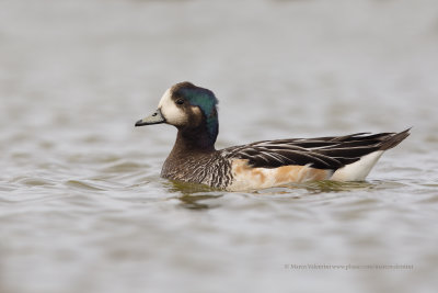 Chiloe Wigeon - Anas sibilatrix