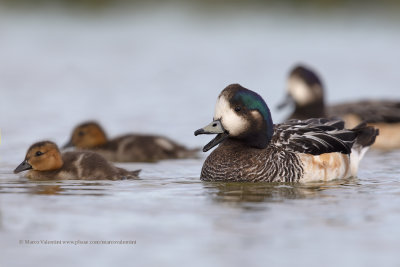 Chiloe Wigeon - Anas sibilatrix