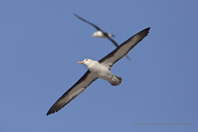 Black-browed Albatross - Thalassarche melanophris