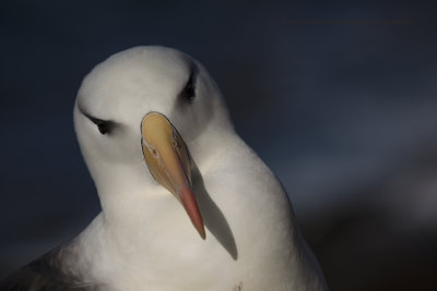 Black-browed Albatross - Thalassarche melanophris