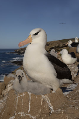 Black-browed Albatross - Thalassarche melanophris