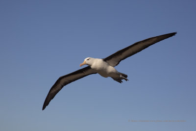 Black-browed Albatross - Thalassarche melanophris