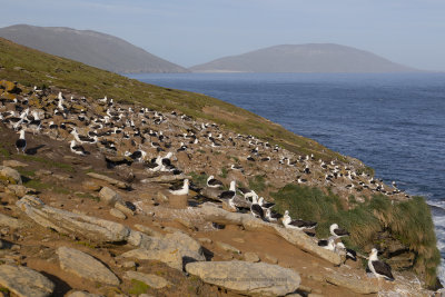 Black-browed Albatross - Thalassarche melanophris