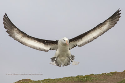 Black-browed Albatross - Thalassarche melanophris