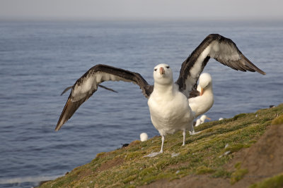 Black-browed Albatross - Thalassarche melanophris