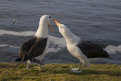 Black-browed Albatross - Thalassarche melanophris