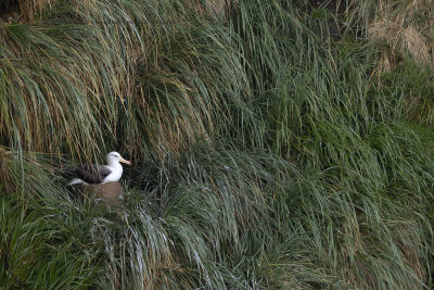 Black-browed Albatross - Thalassarche melanophris