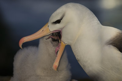 Black-browed Albatross - Thalassarche melanophris