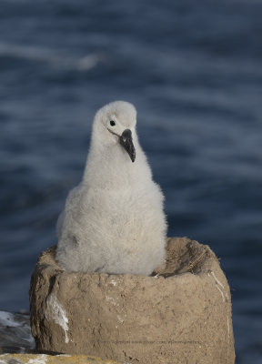 Black-browed Albatross - Thalassarche melanophris