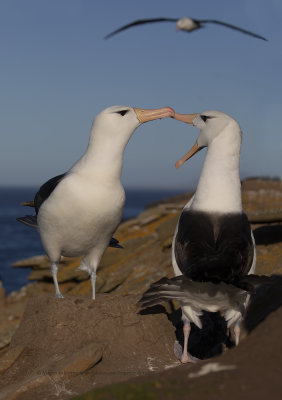 Black-browed Albatross, Saunders, Falkland, January 2018