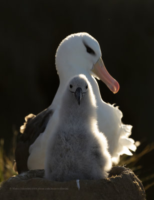Black-browed Albatross, Saunders, Falkland, January 2018