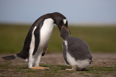 Gentoo Penguin - Pygoscelis papua