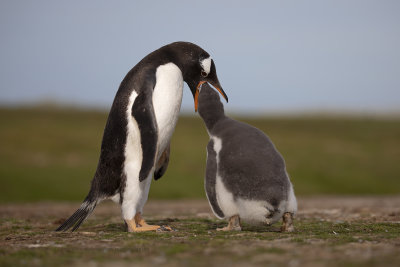 Gentoo Penguin - Pygoscelis papua