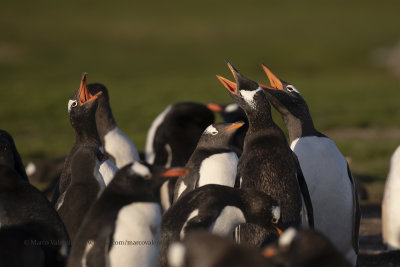 Gentoo Penguin - Pygoscelis papua