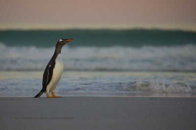 Gentoo Penguin - Pygoscelis papua