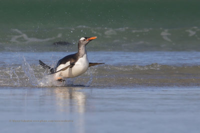 Gentoo Penguin - Pygoscelis papua