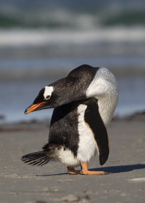 Gentoo Penguin - Pygoscelis papua