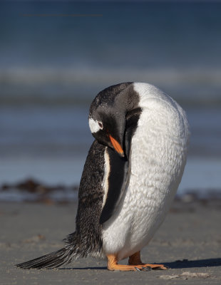 Gentoo Penguin - Pygoscelis papua