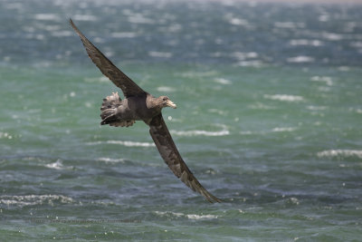 Southern Giant Petrel - Macronectes giganteus