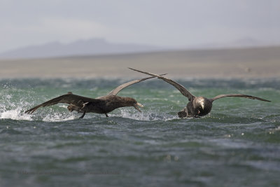 Southern Giant Petrel - Macronectes giganteus