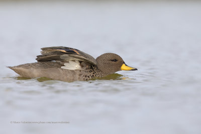 Yellow-billed Teal - Anas flavirostris