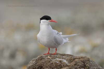 South American Tern - Sterna hirundinacea