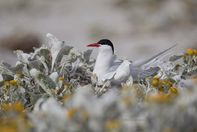 South American Tern - Sterna hirundinacea