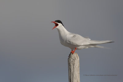 South American Tern - Sterna hirundinacea