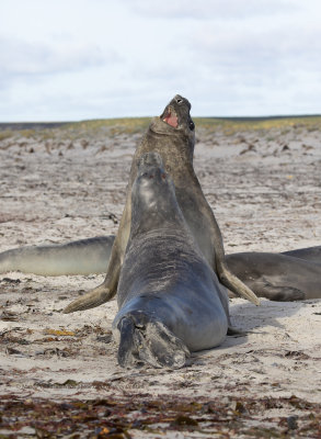 Southern Elephant seal - Mirounga leonina