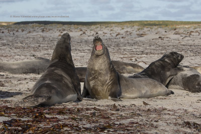 Southern Elephant seal - Mirounga leonina