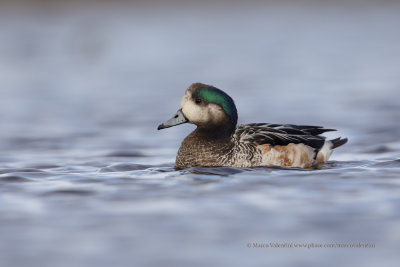 Chiloe Wigeon - Anas sibilatrix