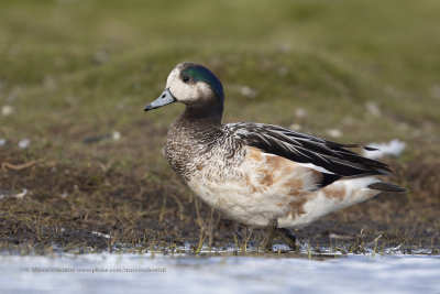 Chiloe Wigeon - Anas sibilatrix