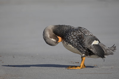 Falkland fligthless Steamer duck - Tachyeres brachypterus