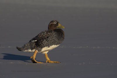 Falkland fligthless Steamer duck - Tachyeres brachypterus