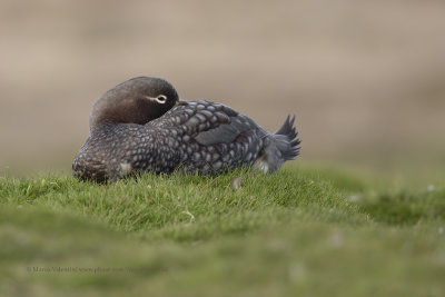 Falkland fligthless Steamer duck - Tachyeres brachypterus