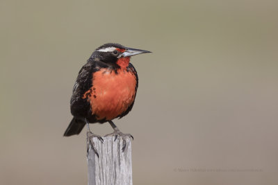 Long-tailed Meadowlark - Sturnella loica