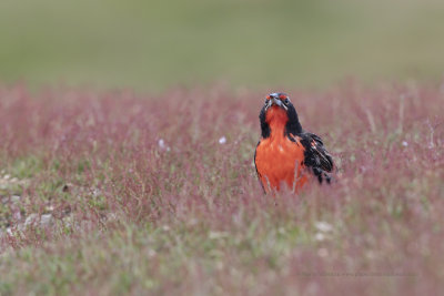 Long-tailed Meadowlark - Sturnella loica