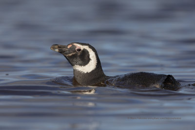 Magellanic Penguin- Spheniscus magellanicus