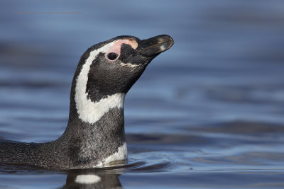 Magellanic Penguin- Spheniscus magellanicus