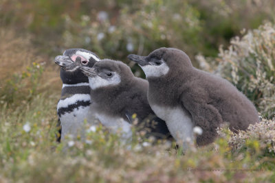 Magellanic Penguin- Spheniscus magellanicus