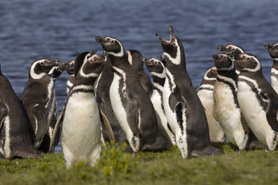 Magellanic Penguin- Spheniscus magellanicus