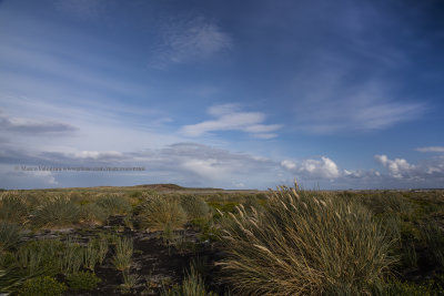 Tall grass