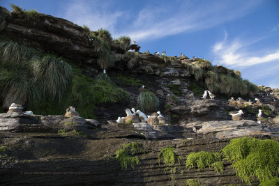 Black-browed nesting colony