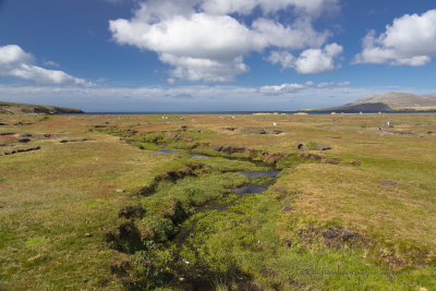 Saunders island landscape