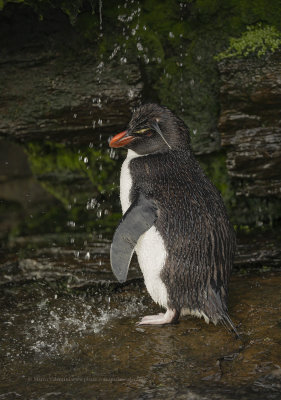 Southern Rockhopper Penguin - Eudyptes chrysocome
