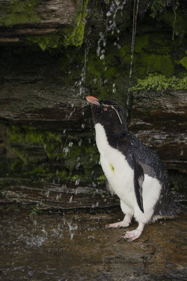 Southern Rockhopper Penguin - Eudyptes chrysocome