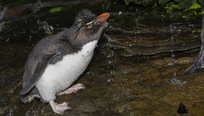 Southern Rockhopper Penguin - Eudyptes chrysocome